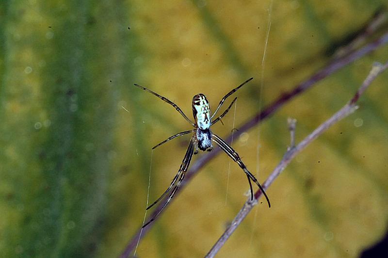 Argiope_protensa_D3570_Z_75_Mt Florence station_Australie.jpg